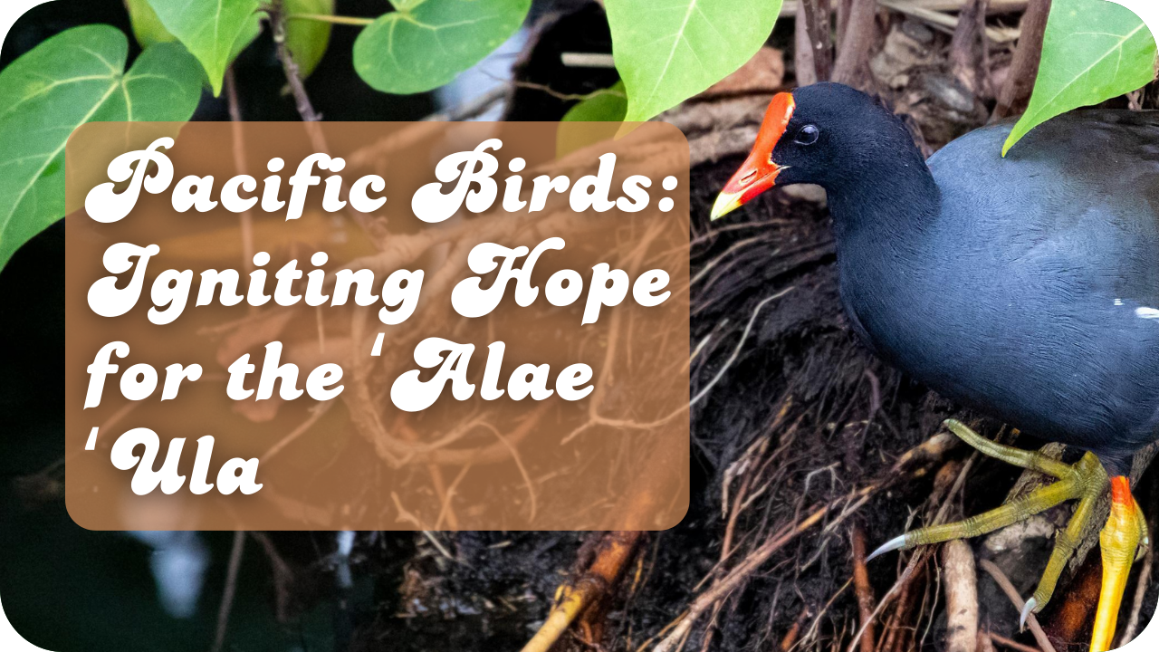 Pacific Birds: Igniting Hope for the ʻAlae ʻUla