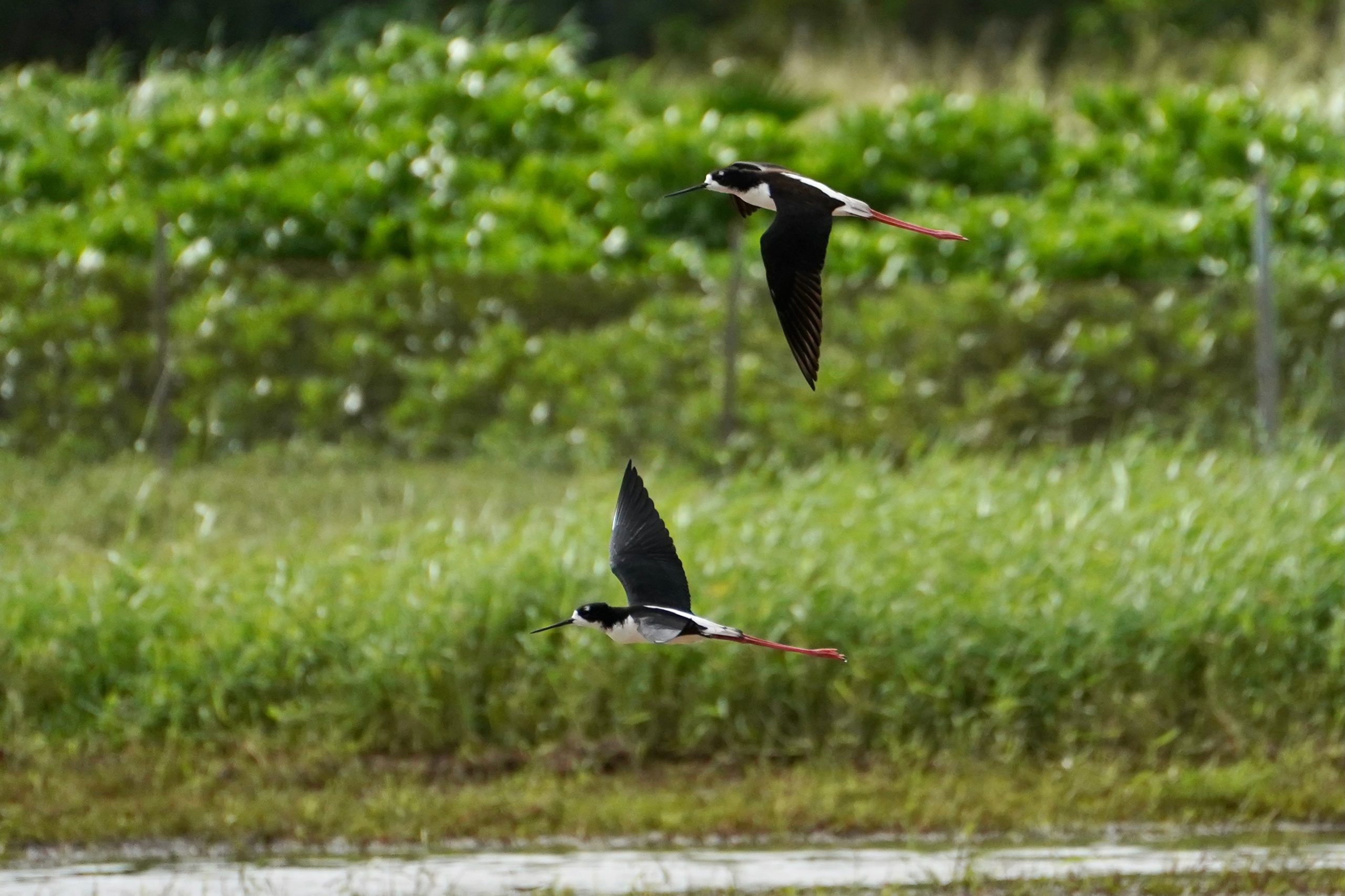 Aeʻo at Kawainui Marsh