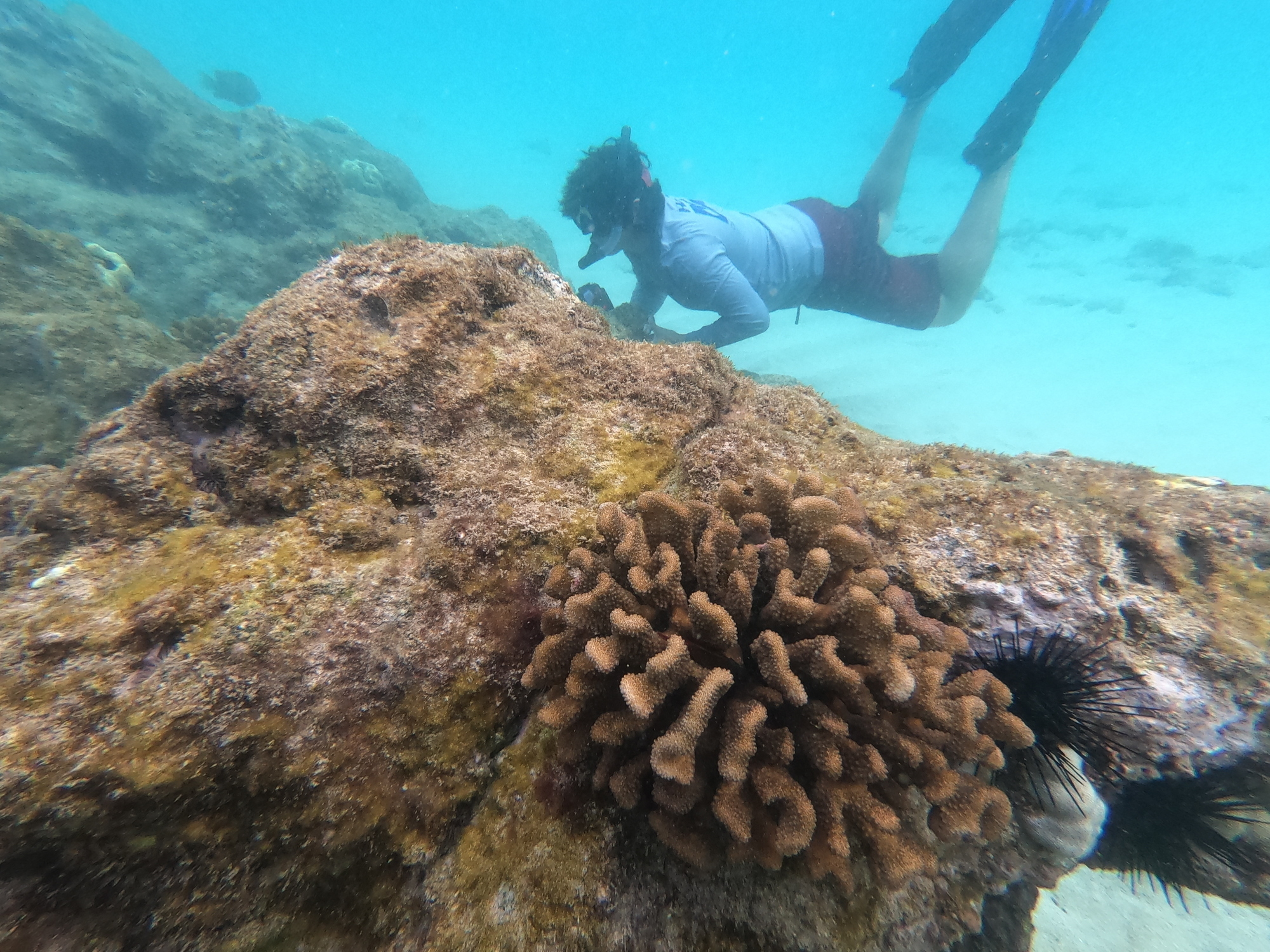 DAR staff inspecitng coral