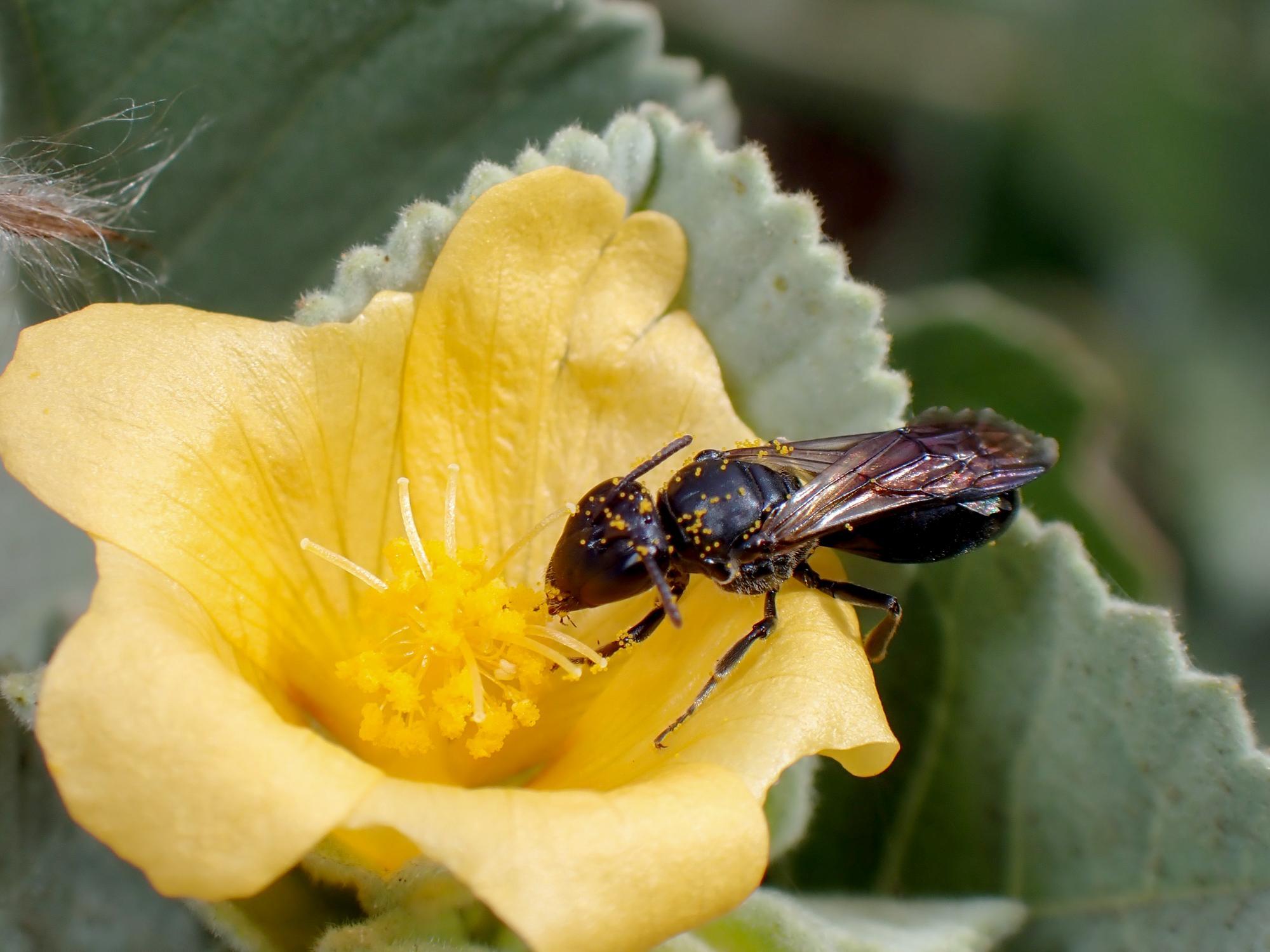 Nalo meli maoli on ʻilima