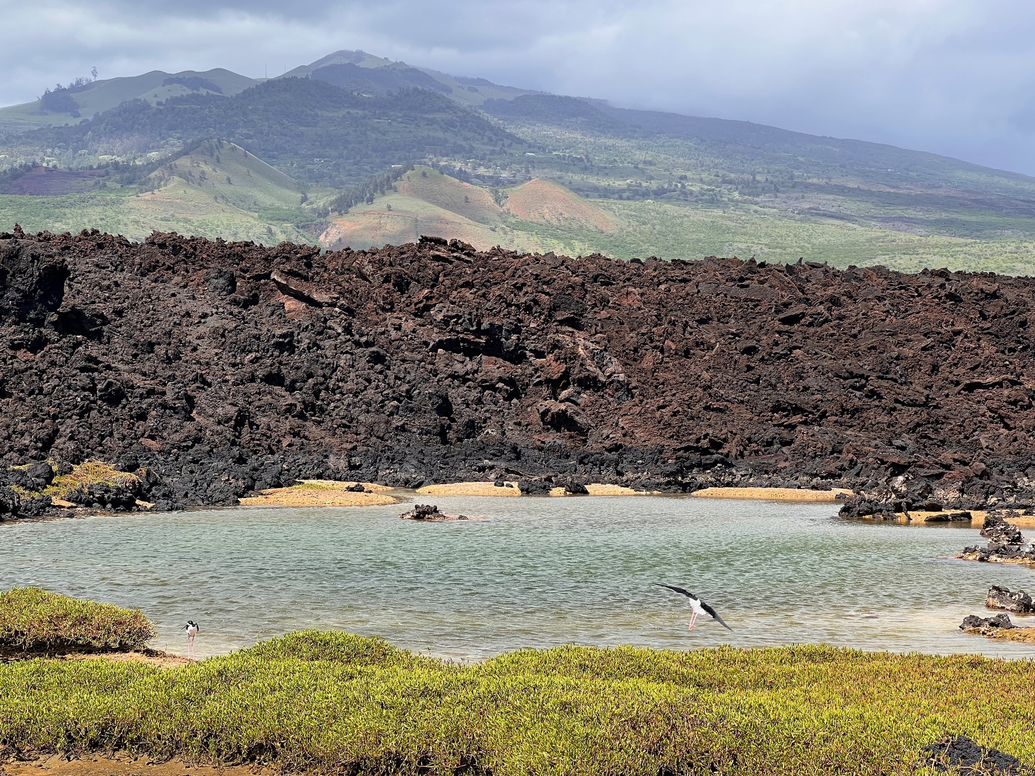 Anchialine pools at ʻĀhihi-Kīnaʻu Natural Area Reserve