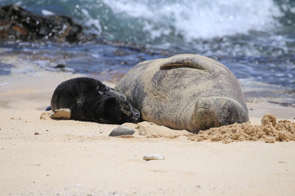 ʻĪlio holo i ka uaua mom and pup: Black Hawaiian monk seal baby sleeps next to gray mother on the sand on a sunny day as ocean waves roll over rocks nearby.