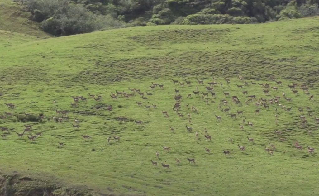 Aerial of large herd of Axis deer on Molokai