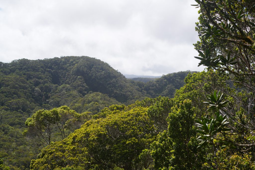 Dense forest under a cloudy sky