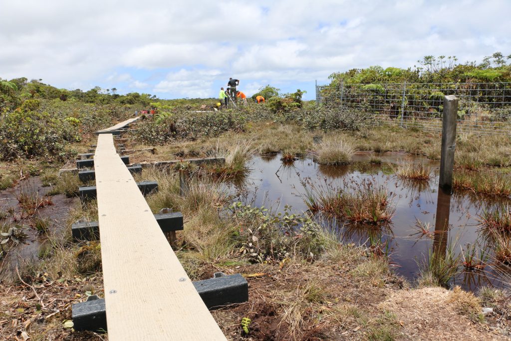 Boardwalk through a forest meadow with standing water.