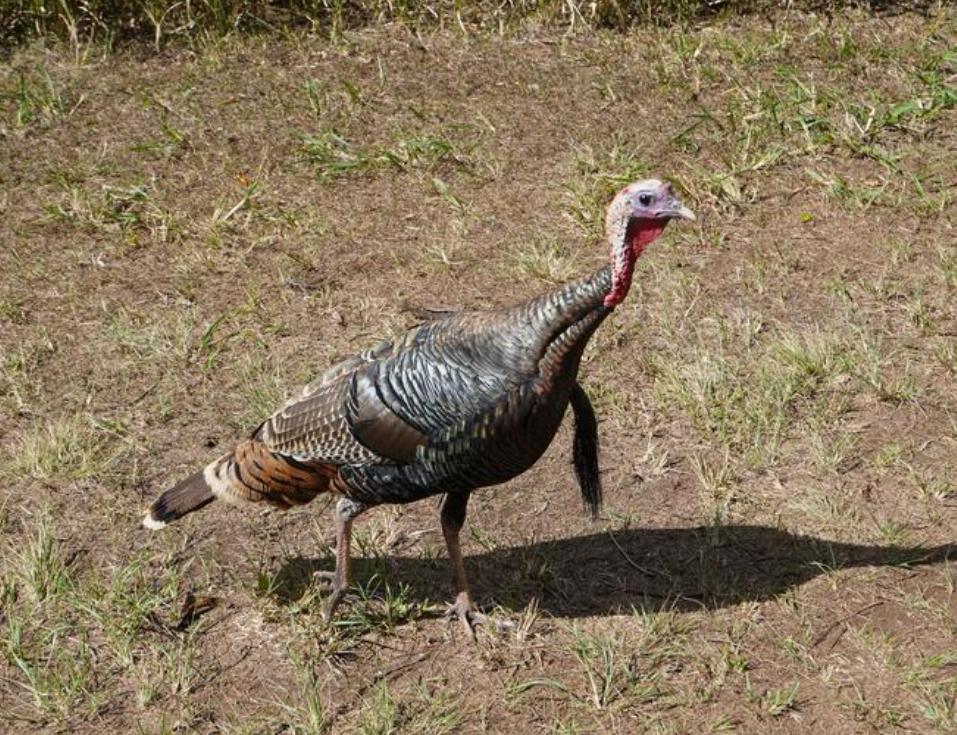 2/23/2026 – HAWAIʻI ISLAND 2026 SPRING BEARDED TURKEY SEASON