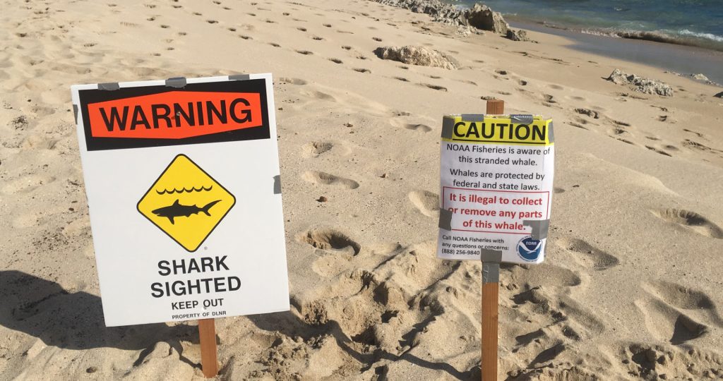 Two signs on a beach from a 2019 Oahu whale remains event. Left: "Warning: Shark Sighted Keep Out." Right: "Caution: NOAA Fisheries is aware of this stranded whale. ...It is illegal to collect or remove any parts of this whale..."