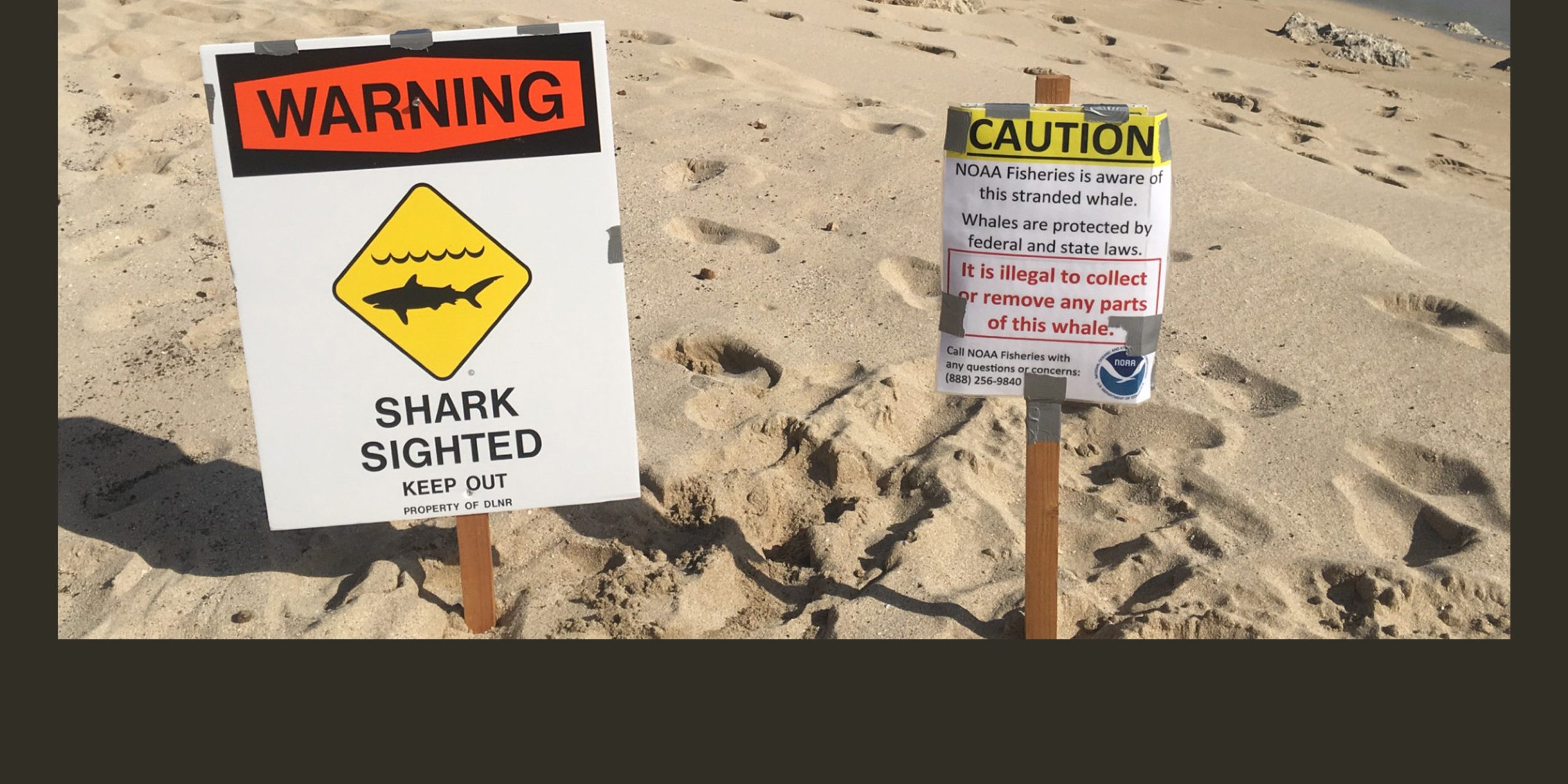 2/26/2026 – POTENTIAL PUBLIC HEALTH RISKS FROM WHALE CARCASS OFF HAWAIʻI ISLAND’S KONA COAST