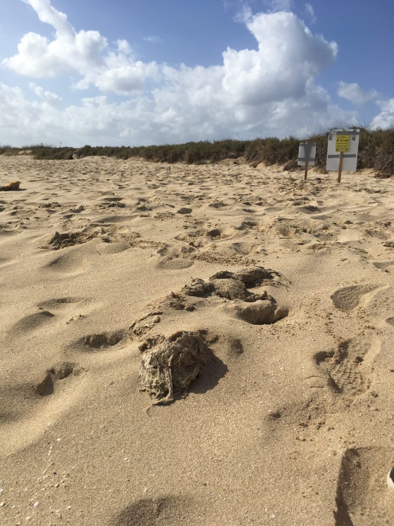 Close-up view of a small piece of whale carcass on the sand, 2019 Oʻahu, Hawaiʻi.