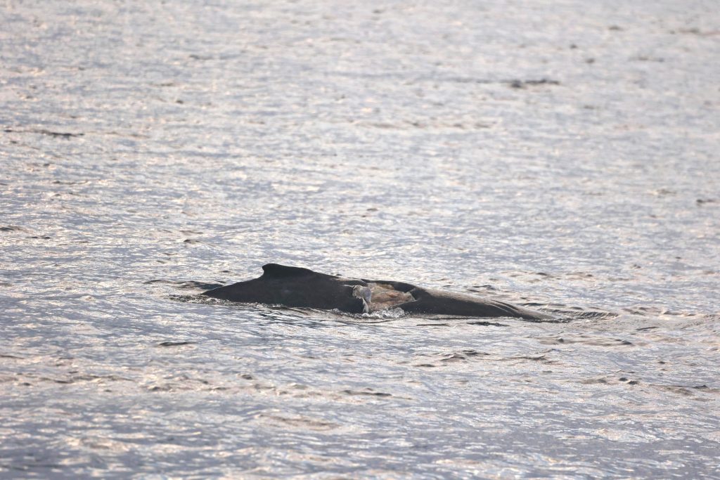 Gash on humpback whale near dorsal fin