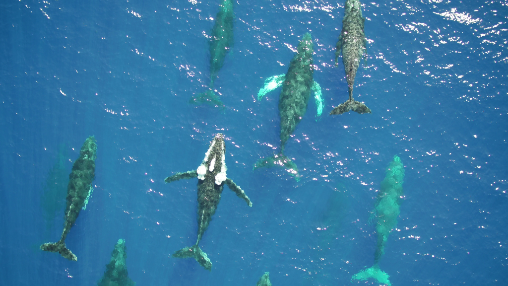 pod of humpback whales in blue ocean waters