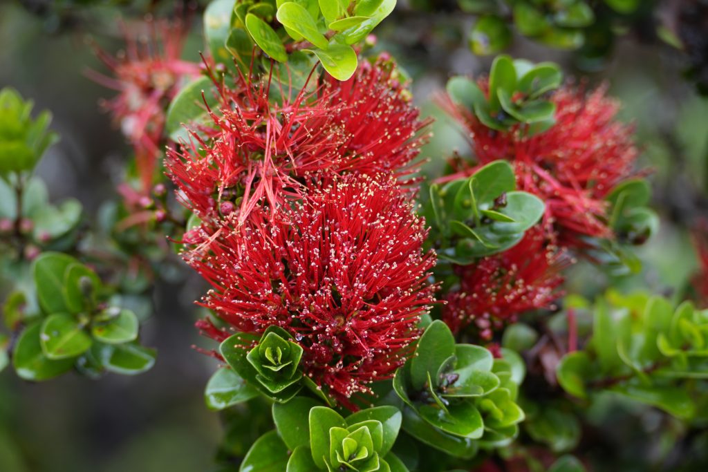 Close up of red Ohia lehua flowers