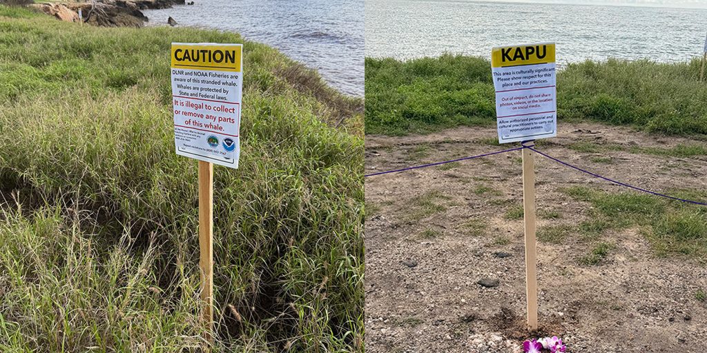 Two photos. Left: A DLNR and NOAA caution sign posted in grass near the shore advising that it is illegal to collect or remove any parts of the whale. Right: Kapu sign posted near the shore noting the cultural significance of the site of the whale carcass, asking people not to share photos, videos, or the location on social media.