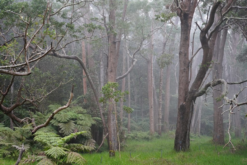 A light mist drifts through the Kapāpala Koa Canoe Management Area where koa trees grow out of a green grassy forest floor, 02/02/2023.
