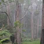 A light mist drifts through the Kapāpala Koa Canoe Management Area where koa trees grow out of a green grassy forest floor, 02/02/2023.