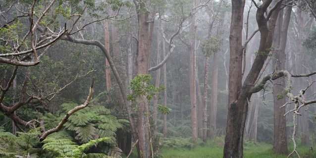 A light mist drifts through the Kapāpala Koa Canoe Management Area where koa trees grow out of a green grassy forest floor, 02/02/2023.