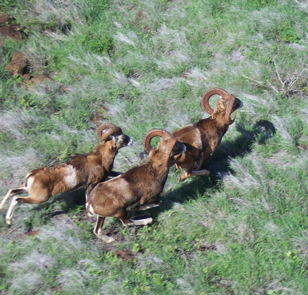 Aerial view looking down on three mouflon sheep running through a grassy field.