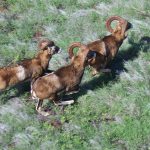 Aerial view looking down on three mouflon sheep running through a grassy field.