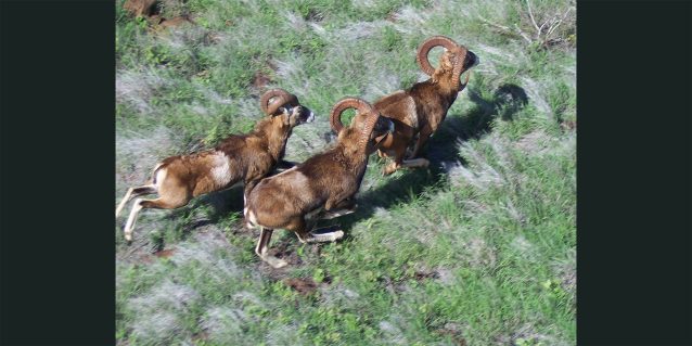 Aerial view looking down on three mouflon sheep running through a grassy field.