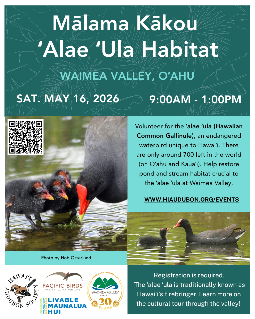Mālama Kākou ʻAlae ʻUla Habitat