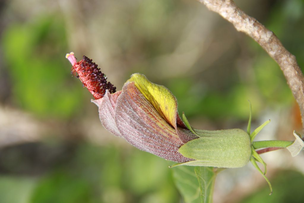 Photo of a single flower of Hibiscadelphus stellatus from Mauna Kahalawai, Maui.