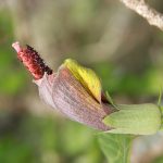 Photo of a single flower of Hibiscadelphus stellatus from Mauna Kahalawai, Maui.