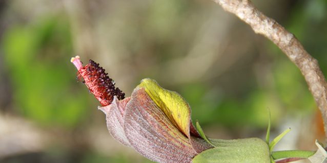 Photo of a single flower of Hibiscadelphus stellatus from Mauna Kahalawai, Maui.