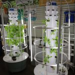 Photo of trees growing in a classroom with hydroponics