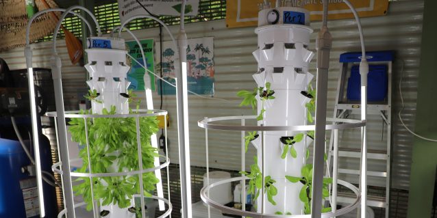 Photo of trees growing in a classroom with hydroponics