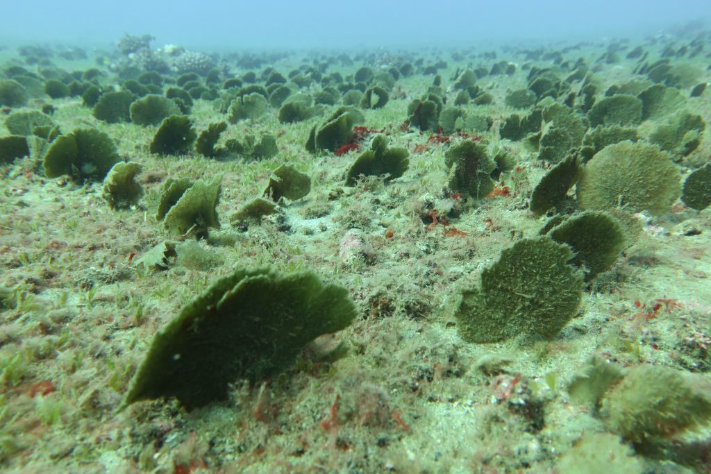 Closeup of algae growing in sandy ocean bottom surrounded by hundreds of the same type
