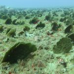 Closeup of algae growing in sandy ocean bottom surrounded by hundreds of the same type