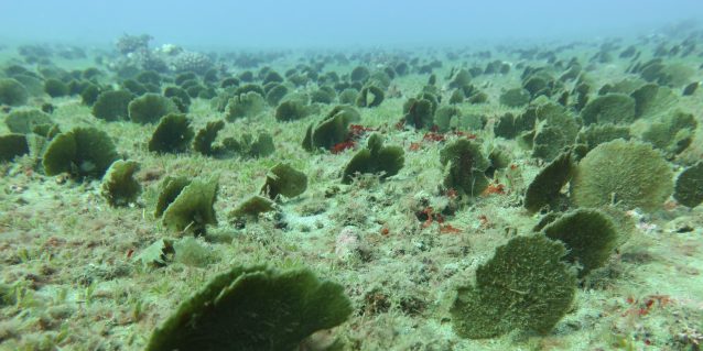 Closeup of algae growing in sandy ocean bottom surrounded by hundreds of the same type