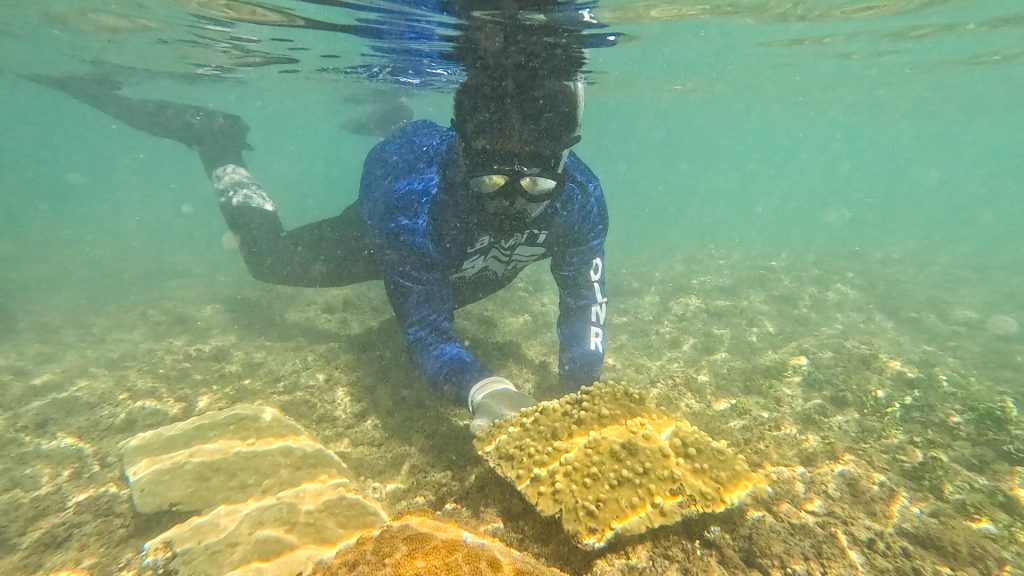 Snorkeler underwater placing pyramid shaped coral growth on sandy bottom of ocean