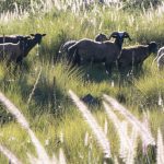 Herd of sheep in tall grass on hillside.