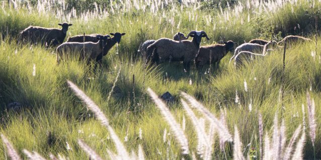 Herd of sheep in tall grass on hillside.