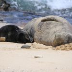 Black Hawaiian monk seal baby sleeps next to gray mother on the sand on a sunny day as ocean waves roll over rocks nearby.