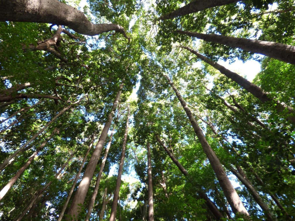View looking up at tall, dense tree canopy. Light brown tree trunks extend skyward to green foliage above with small pockets of blue sky scattered throughout.