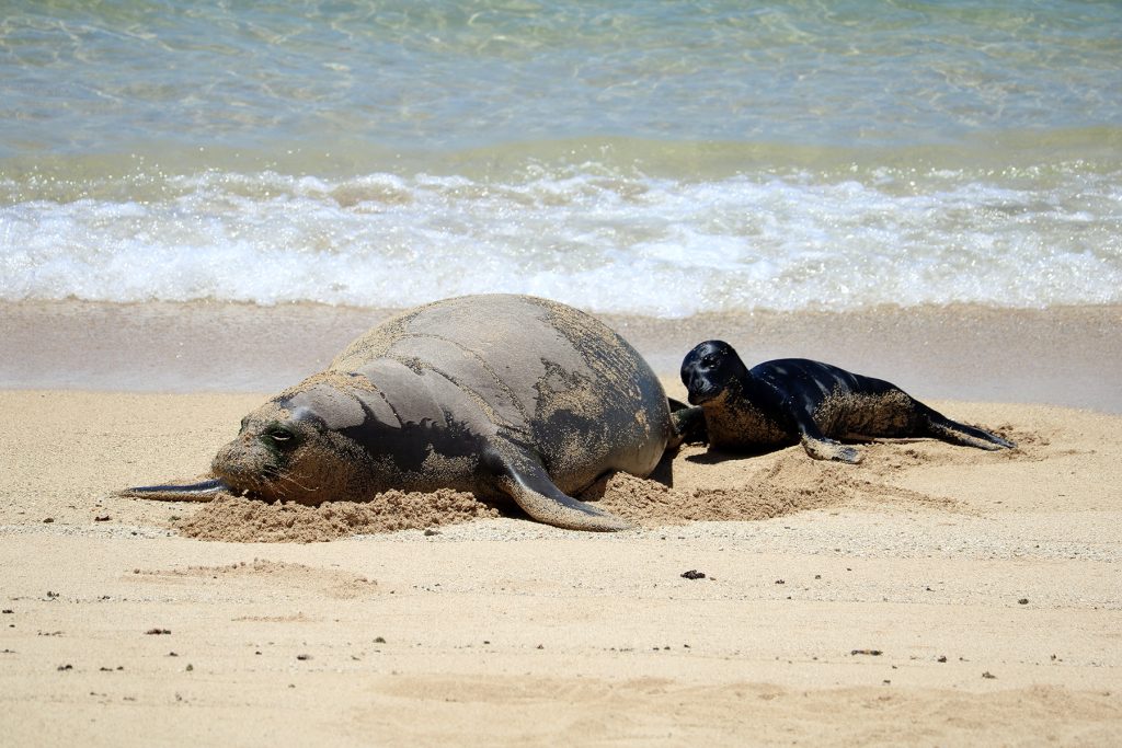 Mother Hawaiian monk seal laying on the sand near the waves next to her pup at Kaimana Beach, Waikiki, O‘ahu, May 04, 2026.