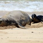 Mother Hawaiian monk seal laying on the sand near the waves next to her pup at Kaimana Beach, Waikiki, O‘ahu, May 04, 2026.