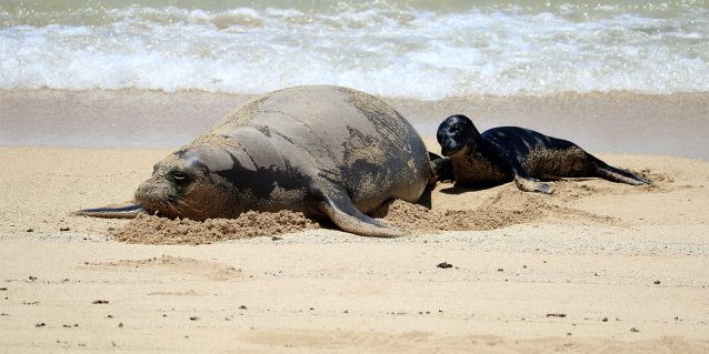 Mother Hawaiian monk seal laying on the sand near the waves next to her pup at Kaimana Beach, Waikiki, O‘ahu, May 04, 2026.