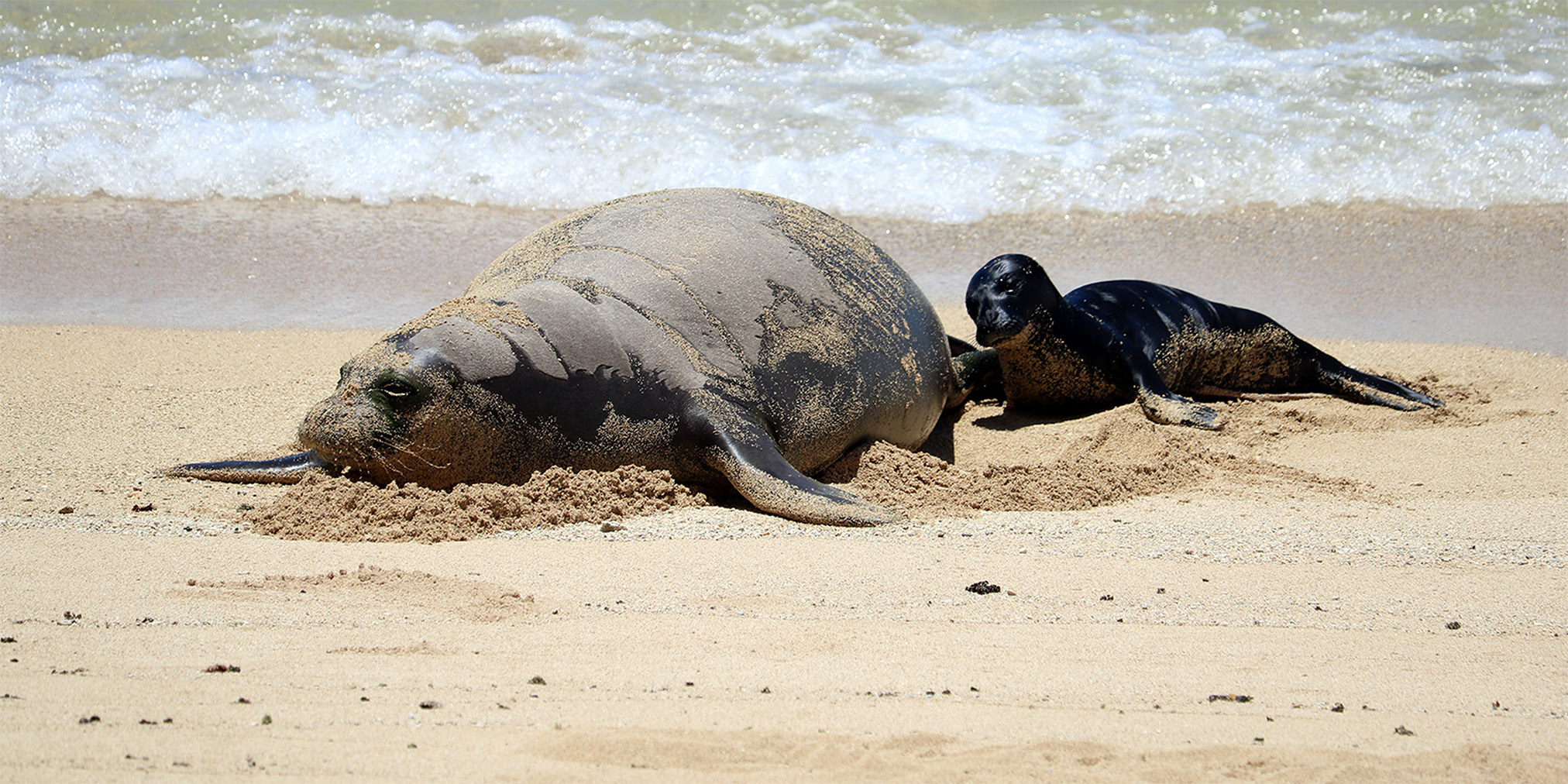 5/4/26 – BIRTH OF HAWAIIAN MONK SEAL PUP AT KAIMANA BEACH PROMPTS COORDINATED SAFETY RESPONSE