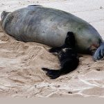 Mother Hawaiian monk seal laying on the sand next to her pup at Kaimana Beach, Waikiki, O‘ahu, May 04, 2026.