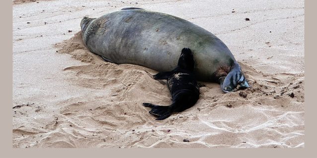 Mother Hawaiian monk seal laying on the sand next to her pup at Kaimana Beach, Waikiki, O‘ahu, May 04, 2026.