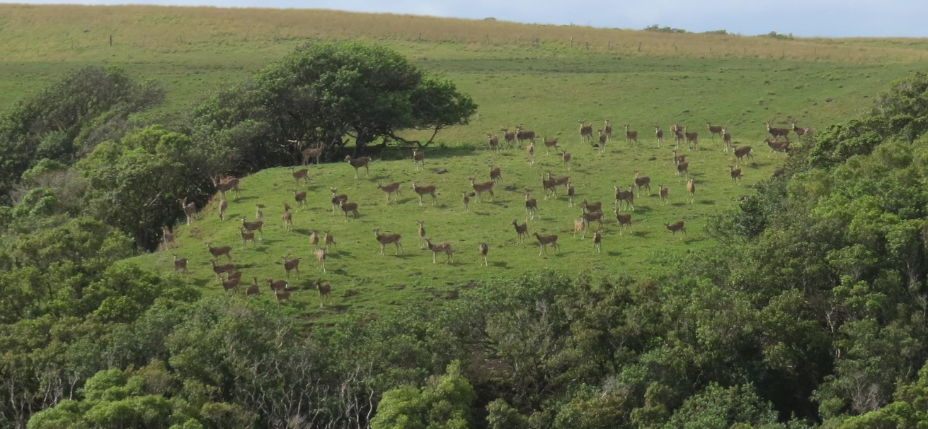5/21/26 – AXIS DEER IMPACT SURVEY FOR MAUI, MOLOKA‘I, LĀNA‘I
