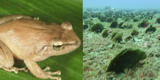 Compilation photos of coqui frog, invasive algae on ocean floor, albizia tree forest, coconut rhinocerous beetle