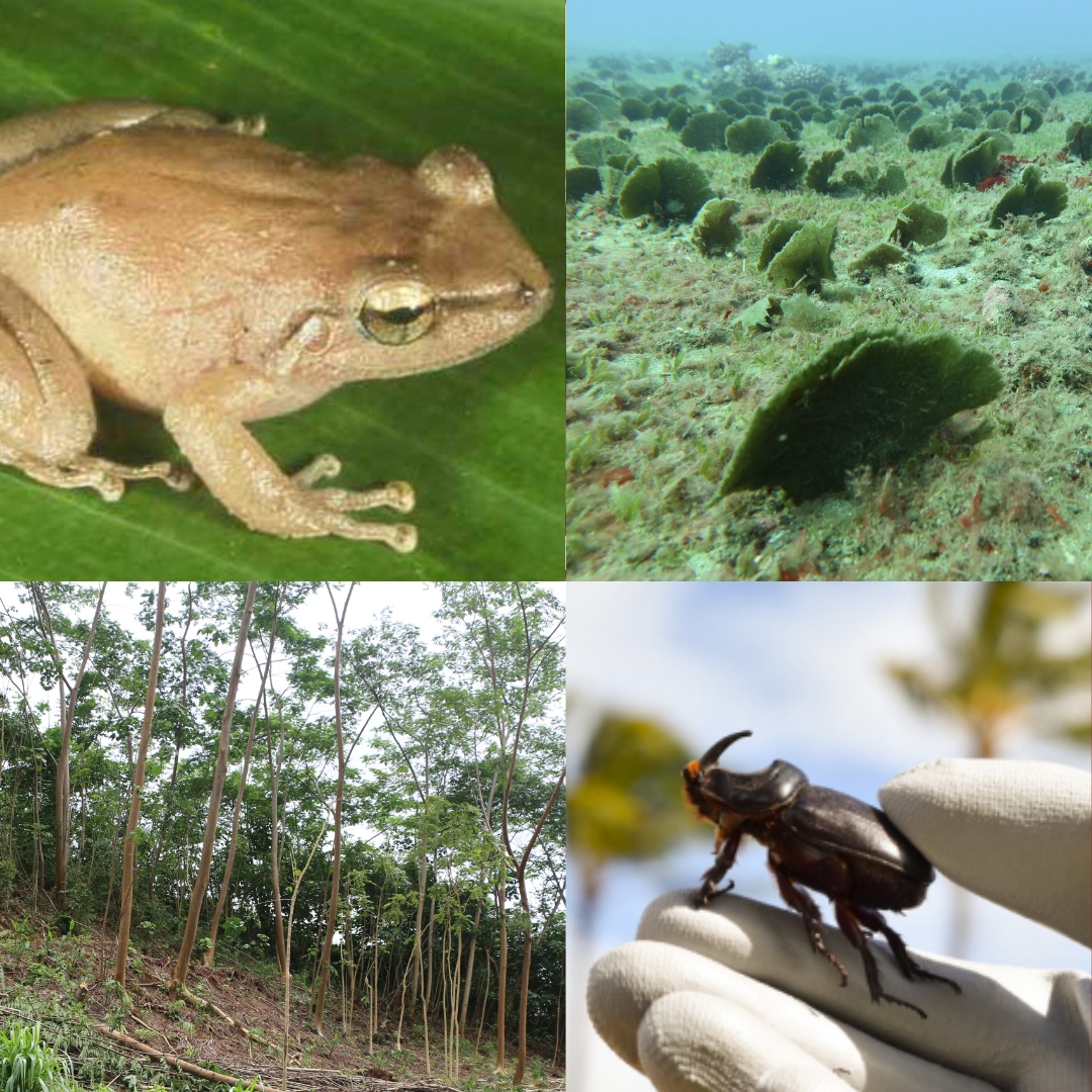 5/7/26 – HAWAIʻI INVASIVE SPECIES AWARENESS MONTH 2026