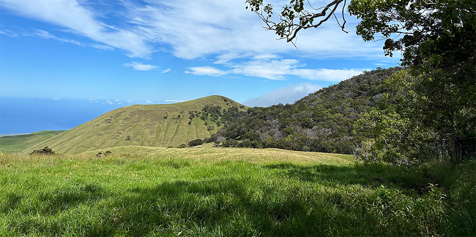 Photo looking downhill at puʻu (large volcanic mound) on a bright, sunny, blue sky day with Pacific Ocean in the background.