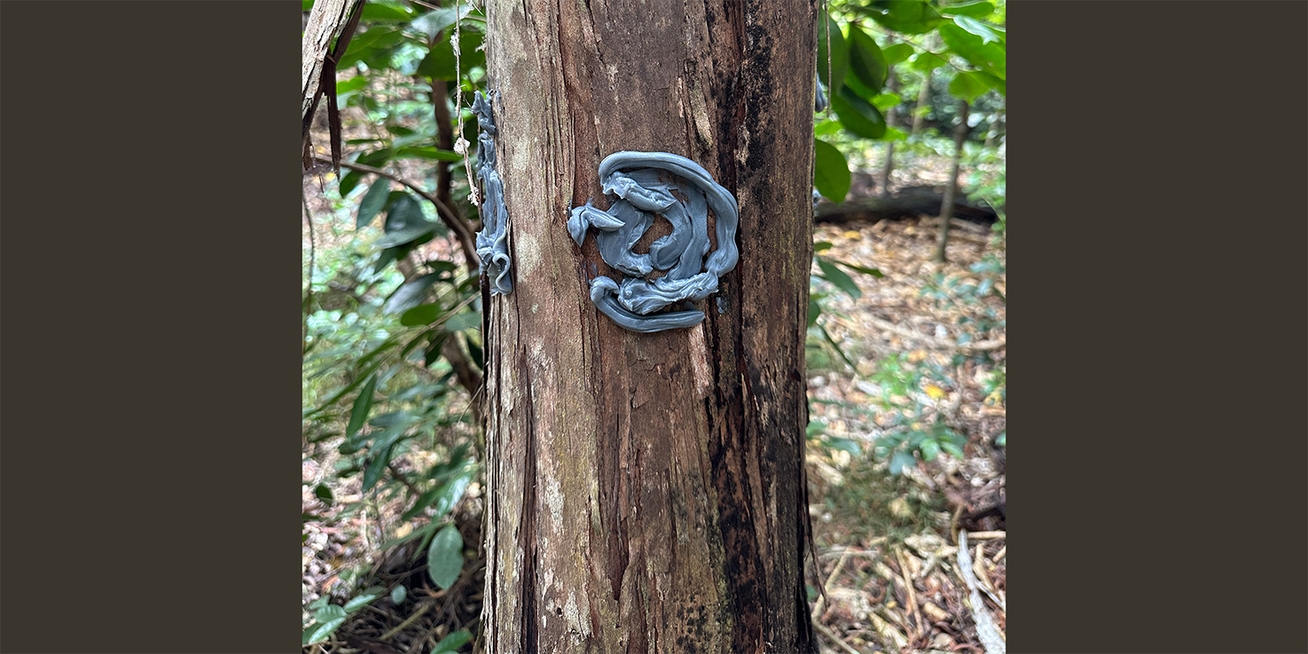 6/12/26 – NEW TOOL TO PREVENT THE SPREAD OF RAPID ʻŌHIʻA DEATH