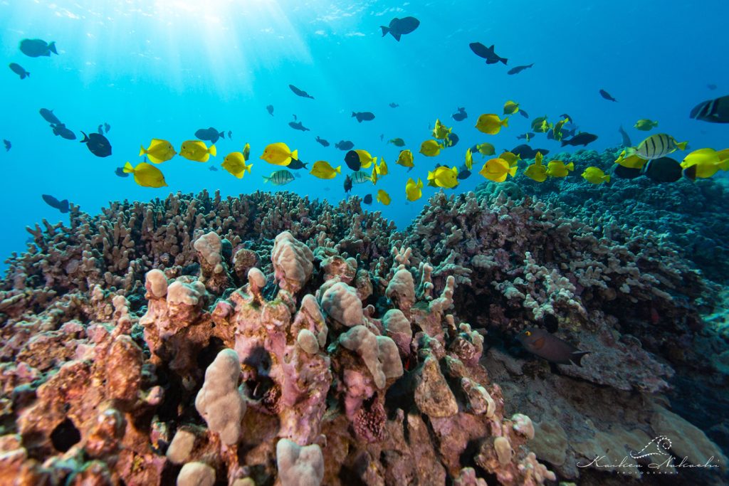Underwater view of coral reef and fish at Kaʻūpūlehu. Photo credit: Kaikea_Nakachi.