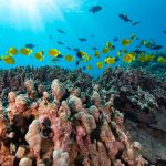 Underwater view of coral reef and fish at Kaʻūpūlehu. Photo credit: Kaikea_Nakachi.